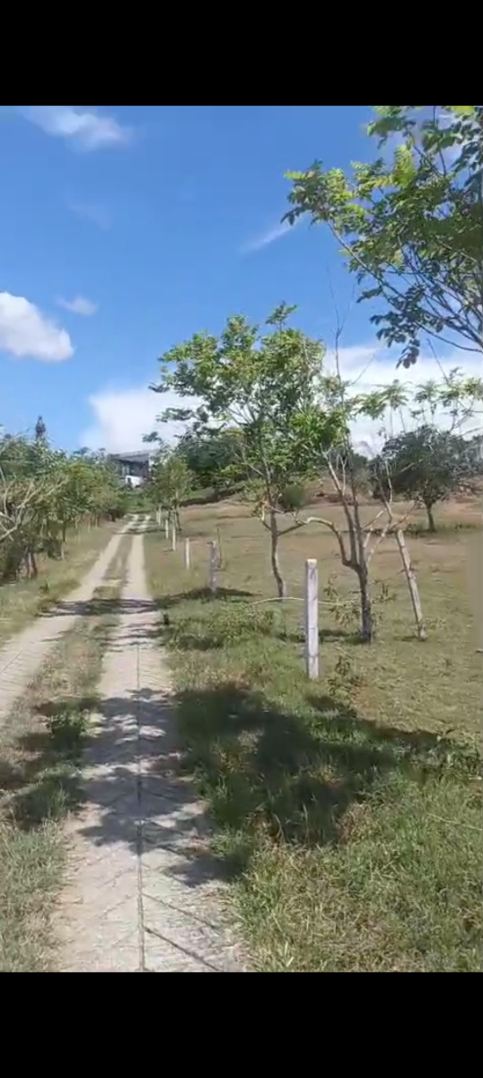 Carmen Apicala, Carmen de Apicalá, Tolima, Colombia 5