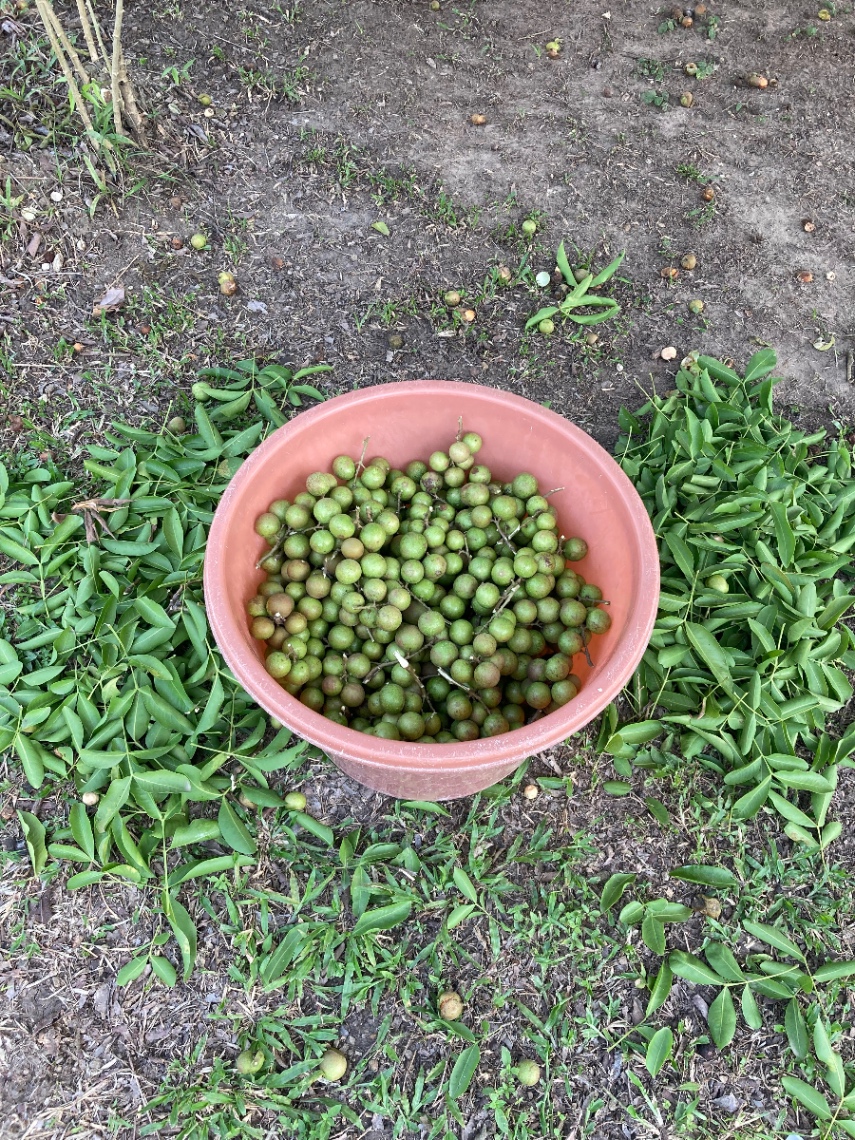 Vda. Chimbi, Melgar, Tolima, Colombia 3