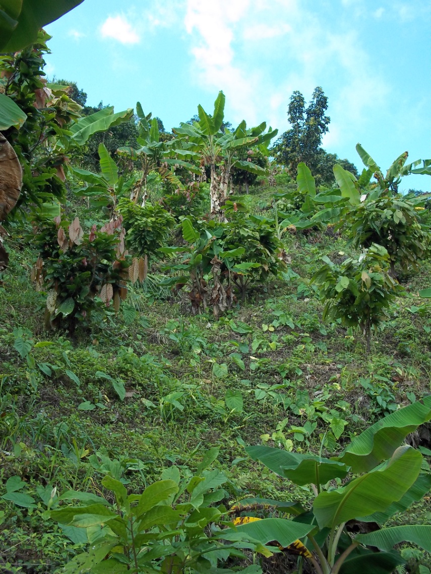 Armero-Libano, Líbano, Tolima, Colombia 3