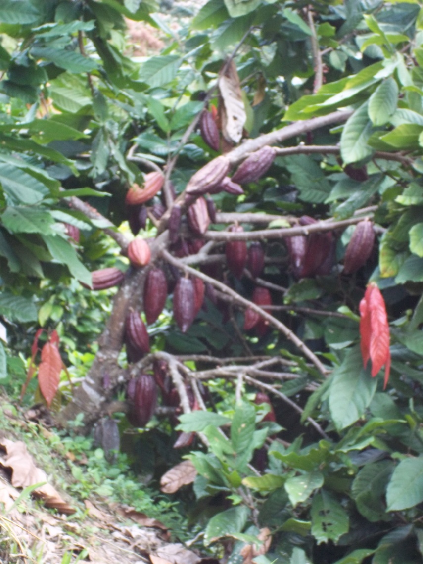 Armero-Libano, Líbano, Tolima, Colombia 4