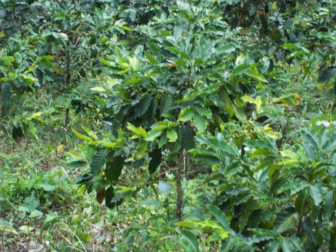 Armero-Libano, Líbano, Tolima, Colombia 5