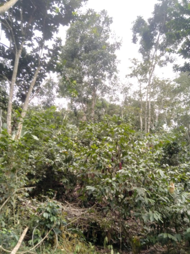 Pje. Santander, Centro, Bucaramanga, Santander, Colombia