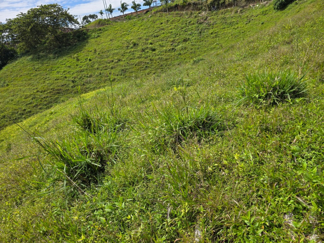Marsella-Chinchiná, Marsella, Risaralda, Colombia 3