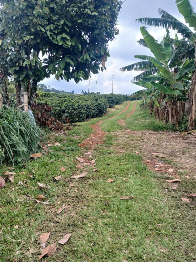 Filandia - Ulloa, Filandia, Quindío, Colombia 4