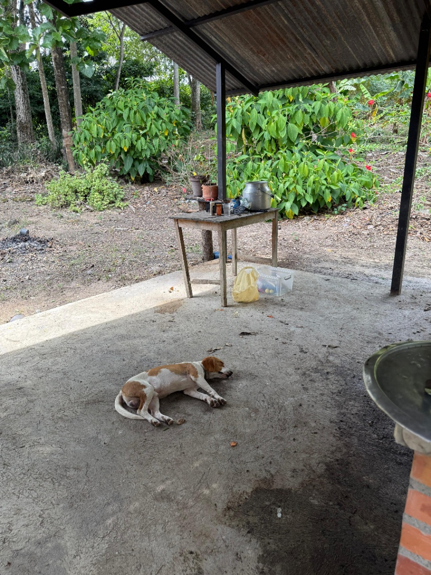 Alvarado-Ibague, Alvarado, Tolima, Colombia 4