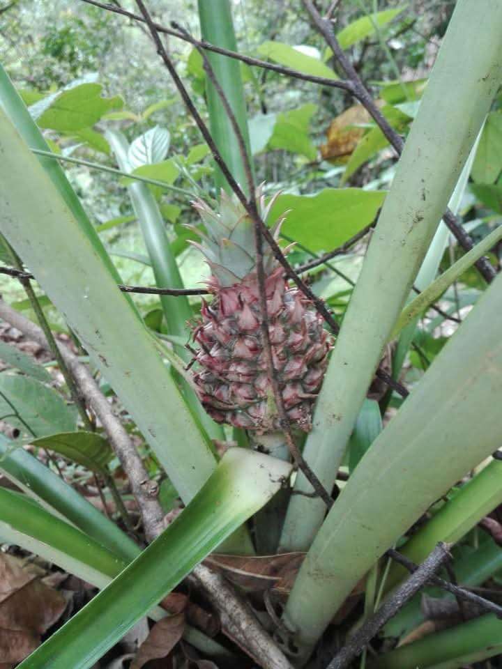 Mariquita-Honda, Honda, Tolima, Colombia 3