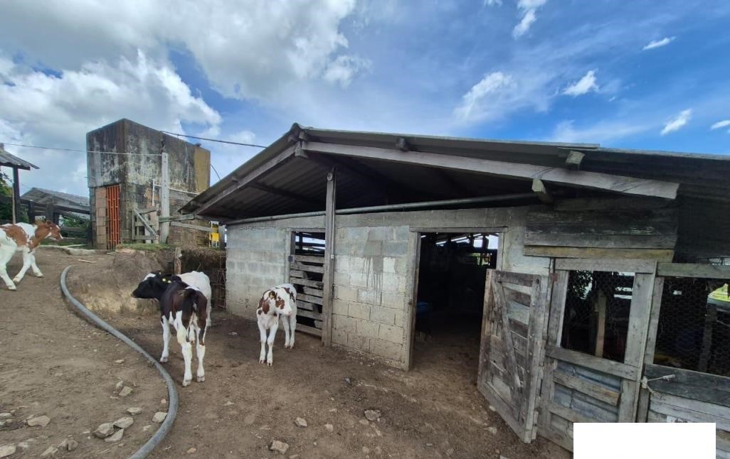 Vereda El Tambo, San Pedro de los Milagros, Antioquia, Colombia 4