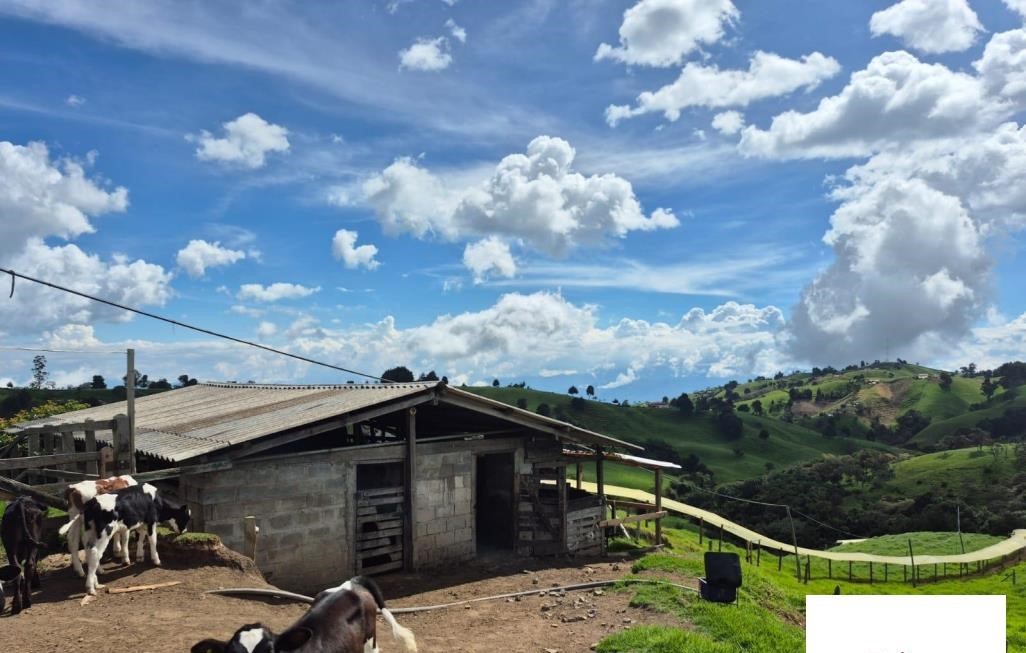 Vereda El Tambo, San Pedro de los Milagros, Antioquia, Colombia 5