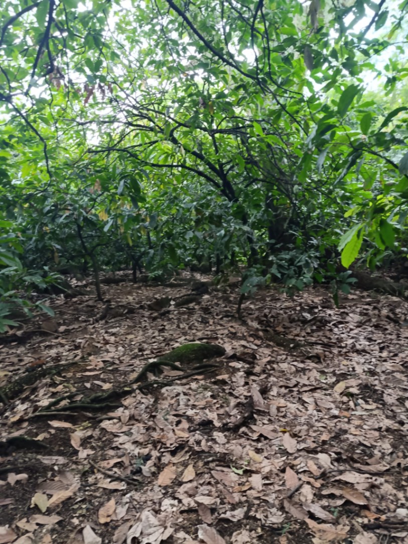 Rivera, Ulloa, Rivera, Huila, Colombia 5