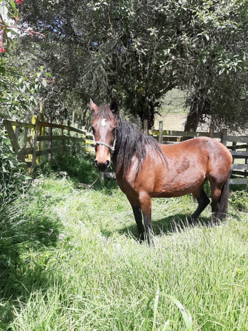 Turmeque - Nuevo Colon, Turmequé, Boyacá, Colombia 4