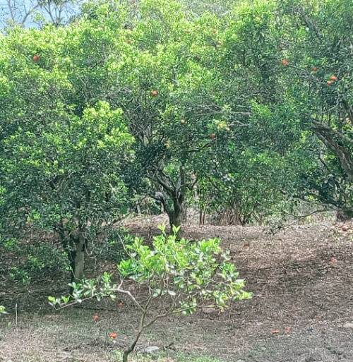 Lote en venta en San Antonio Del Tequendama