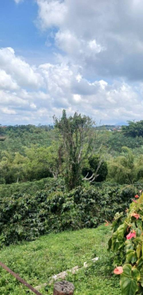 Finca en venta en Filandia