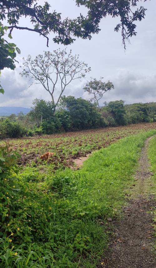 Lote en venta en Curití