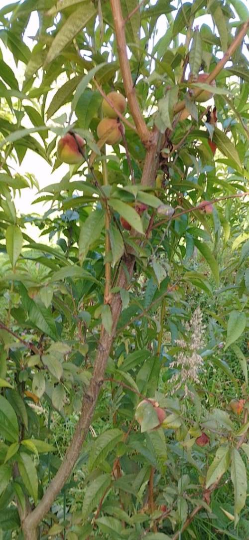 Finca en venta en Turmequé